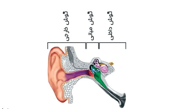 آناتومی گوش