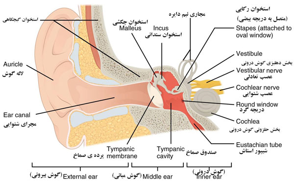 آناتومی گوش 