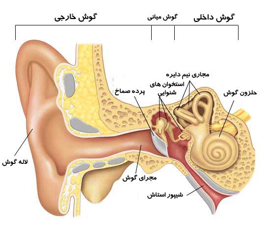 نظرات ابن سینا درباره  گوش